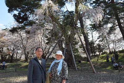 奇跡の桜29.400.jpg