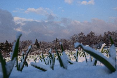 雪のにんにく２400.jpg