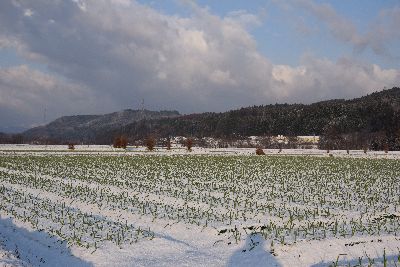 雪のにんにく４400.jpg