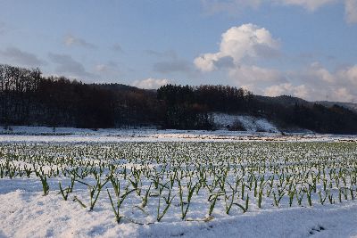 雪のにんにく５400.jpg