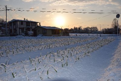 雪のにんにく400.jpg