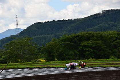 にんにくの植え付け.jpg