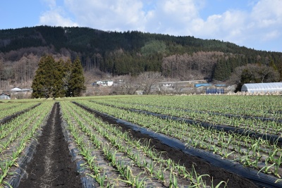 にんにくの生育　青森県田子町産